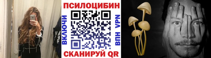 закладка  Губкин  Псилоцибиновые грибы Psilocybine cubensis 